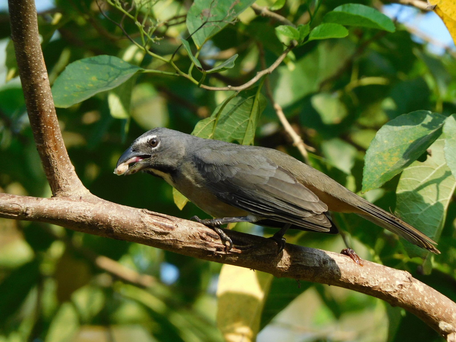 image Olive-grey Saltator